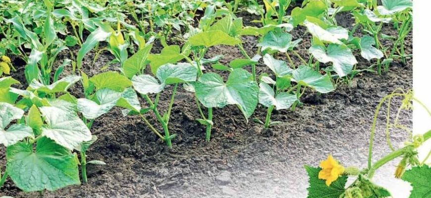 Чи варто вкривати огірки від сонця у відкритому ґрунті: повний огляд