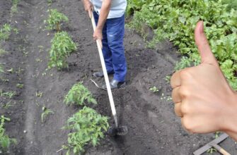 Оптимальний список культур: які рослини варто підгортати для врожаю
