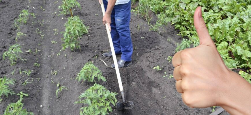 Оптимальний список культур: які рослини варто підгортати для врожаю