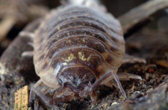 Вплив мокриці: Якої шкоди завдають ці шкідники вашому саду?