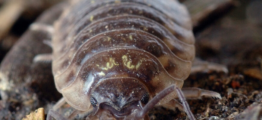 Вплив мокриці: Якої шкоди завдають ці шкідники вашому саду?