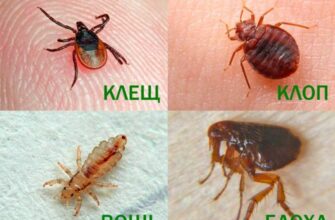 Чи ефективно знищувати клопів окропом: міфи та реальність