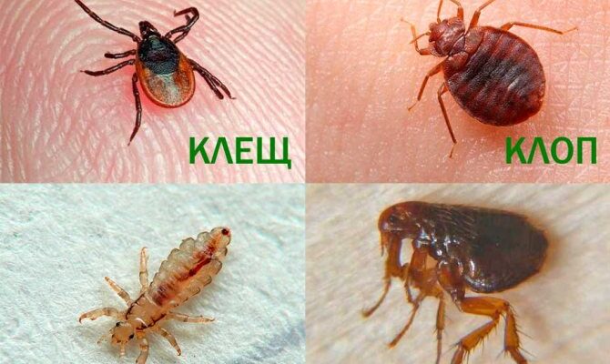 Чи ефективно знищувати клопів окропом: міфи та реальність