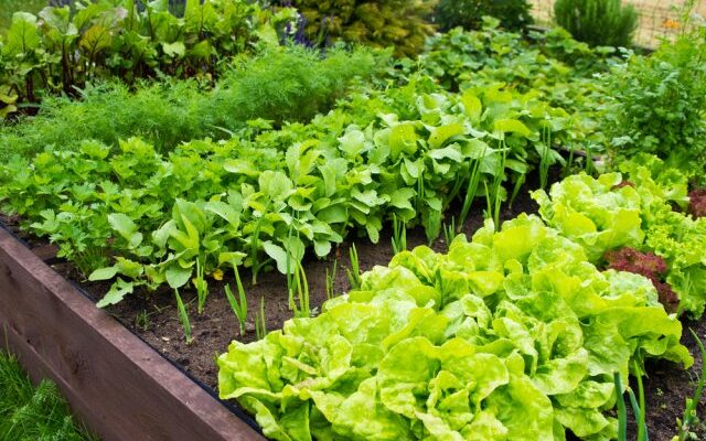 Квіти, придатні для удобрення кістковим борошном: повний список і поради