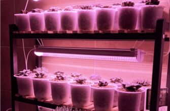 Оптимальний час освітлення для сукулентів: скільки годин необхідно?