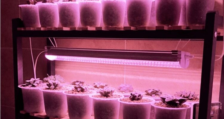 Оптимальний час освітлення для сукулентів: скільки годин необхідно?