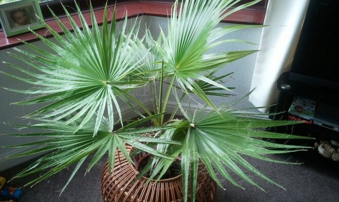 Пальма: Основні страхи та захист від шкідників і хвороб