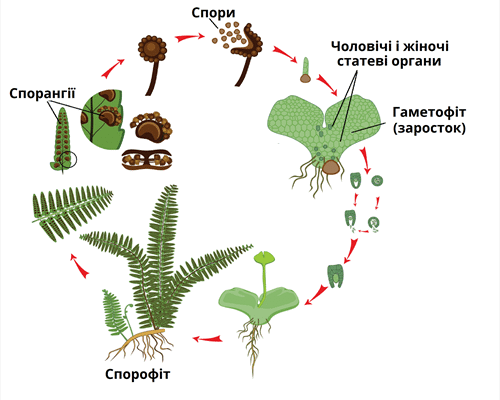 Розташування спорангіїв у папороті: детальний огляд та особливості