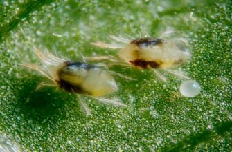 Як зрозуміти, що ваша мухоловка почала гнити: ключові ознаки та поради