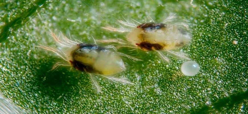 Як зрозуміти, що ваша мухоловка почала гнити: ключові ознаки та поради