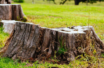 Ефективне позбавлення від пня: хімічні методи та поради експертів