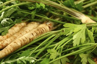 Різниця між кореневою та звичайною петрушкою: особливості та характеристики