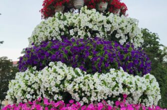 Чи можливо висівати петунії одразу в ґрунт: поради й рекомендації