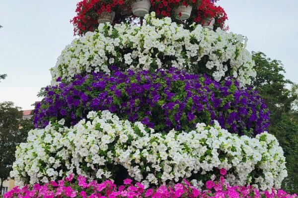 Чи можливо висівати петунії одразу в ґрунт: поради й рекомендації