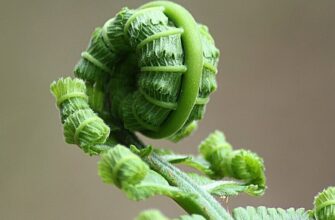 Як ефективно запобігти повторному росту папоротей у вашому саду