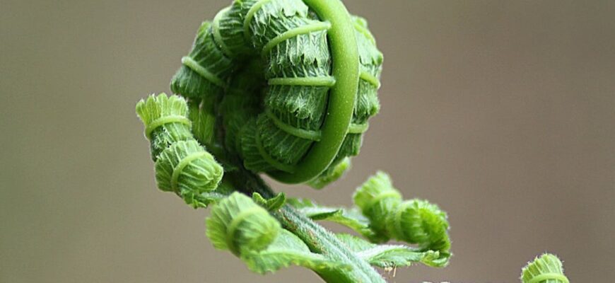 Як ефективно запобігти повторному росту папоротей у вашому саду