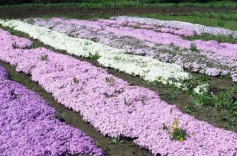 Чи можна висаджувати флокси у відкритий ґрунт: поради та рекомендації