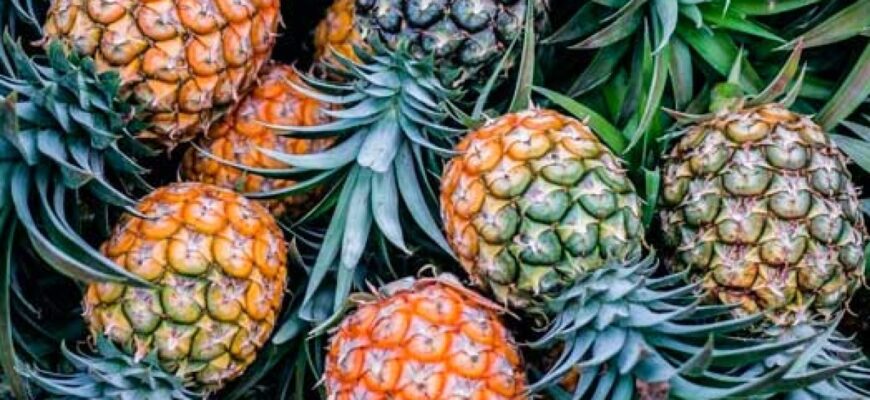 Чи можна зрізати верхівку ананаса: практичні поради та рекомендації