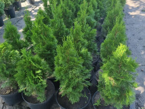 Як правильно та коли краще здійснювати обрізку соснових кущів?