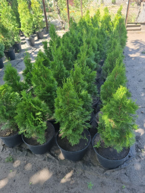 Як правильно та коли краще здійснювати обрізку соснових кущів?