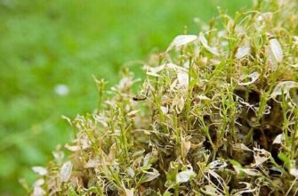 Ефективні методи обробки самшиту від кліщів: поради та засоби