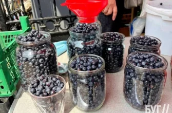 Ціни на чорницю в Казані: скільки коштує ягода на ринках 2023 року