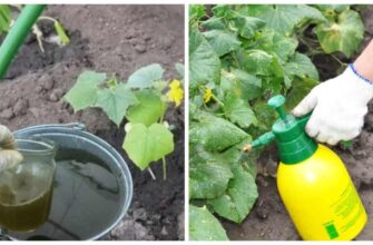 Підживлення огірків для рясного цвітіння: ефективні методи і засоби