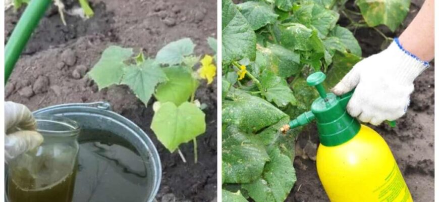 Підживлення огірків для рясного цвітіння: ефективні методи і засоби