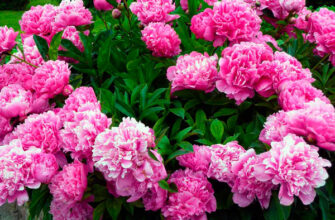 Сезонні квіти квітня: Оберіть найкращі для вашого саду