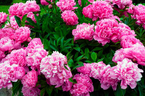 Сезонні квіти квітня: Оберіть найкращі для вашого саду