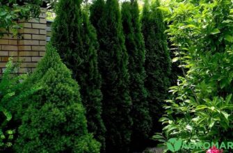 Чи варто обрізати верхівки туї влітку: поради та рекомендації