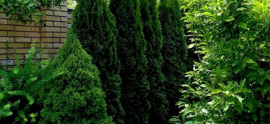 Чи варто обрізати верхівки туї влітку: поради та рекомендації