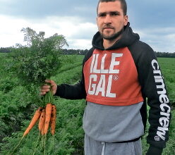 Скільки кілограмів моркви можна зібрати з 1 гектара: детальний аналіз
