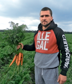 Скільки кілограмів моркви можна зібрати з 1 гектара: детальний аналіз