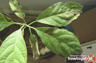 Що робити, коли сохнуть листя в авокадо: поради та рішення проблеми