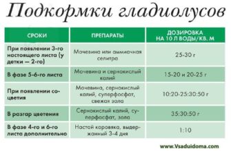 Оптимальні добрива для гладіолусів: секрети успішного вирощування квітів