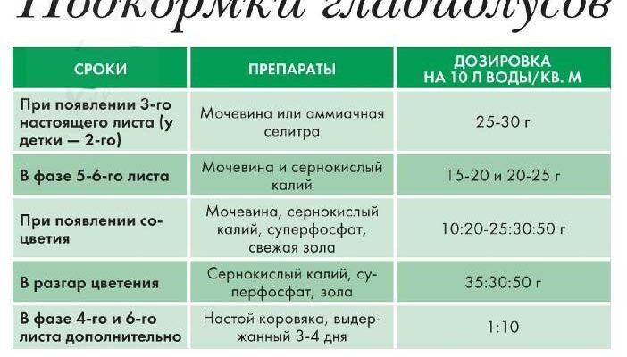 Оптимальні добрива для гладіолусів: секрети успішного вирощування квітів