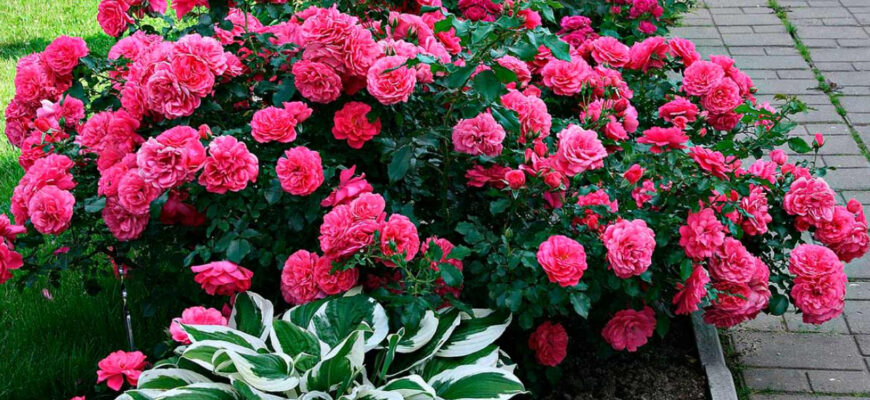 “Дерева, що несумісні з трояндами: чого уникати при посадці”