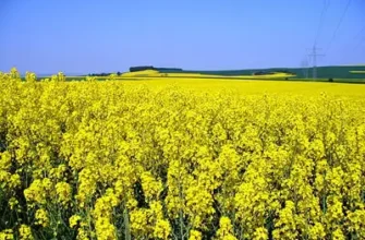 Все про ріпак: характеристика рослини та продукти з неї