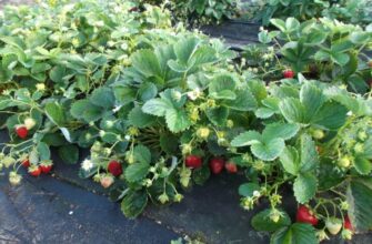 Що таке полуниця нейтрального світлового дня: особливості та догляд