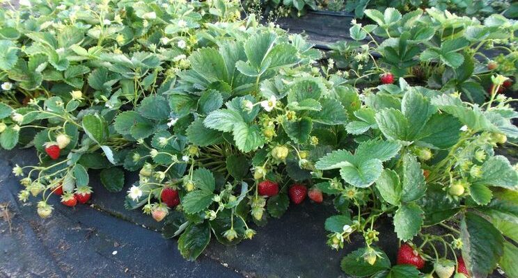 Що таке полуниця нейтрального світлового дня: особливості та догляд