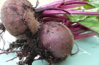 Найкорисніший сорт урюку: огляд і рекомендації експертів