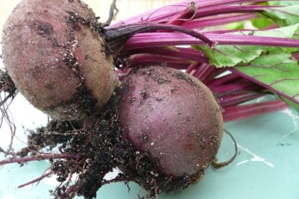 Найкорисніший сорт урюку: огляд і рекомендації експертів