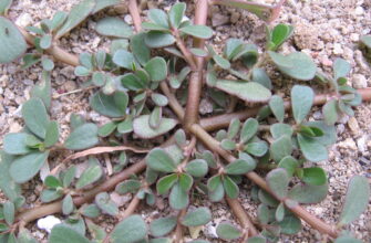 “Як швидко зростає портулак: оптимальні умови для росту рослини”