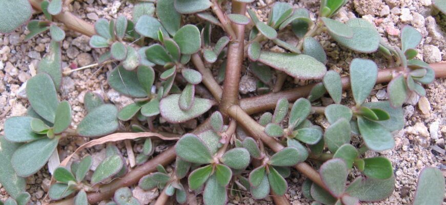 “Як швидко зростає портулак: оптимальні умови для росту рослини”