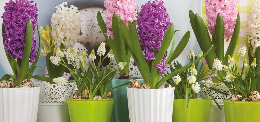 Посадка гіацинтів на вигонку: покрокова інструкція для весняного цвітіння