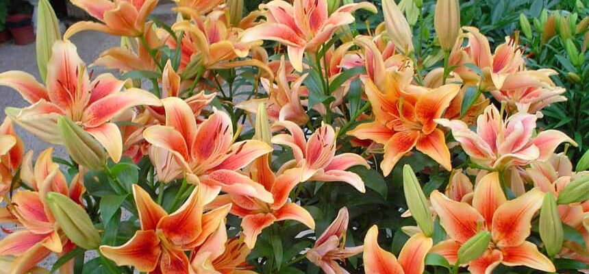 Чи садити лілії в березні: поради та рекомендації для успіху