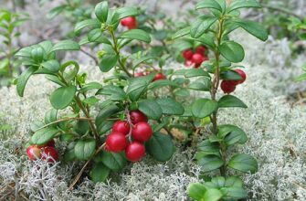 Що любить брусниця: ідеальні умови для вирощування та догляду