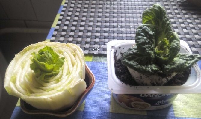 Яке листя пекінської капусти підходить для вживання в їжу?