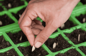 Як виростити здорову розсаду гарбуза: поради та рекомендації